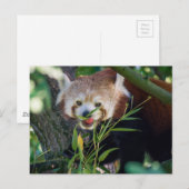 Carte Postale panda rouge affamé (Devant / Derrière)