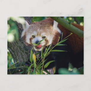 Carte Postale panda rouge affamé