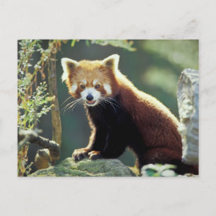 Carte Postale Panda rouge Ailurus fulgens)