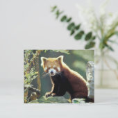 Carte Postale Panda rouge Ailurus fulgens) (Debout devant)