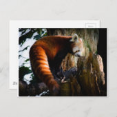 Carte Postale panda rouge curieux (Devant / Derrière)