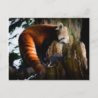 Carte Postale panda rouge curieux