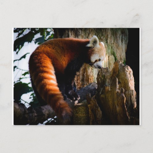 Carte Postale panda rouge curieux (Devant)