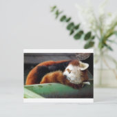 Carte Postale Panda rouge dormant (Debout devant)