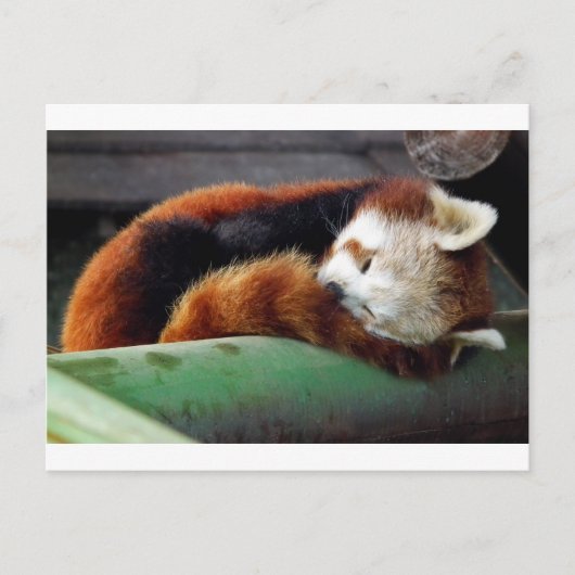 Carte Postale Panda rouge dormant (Devant)