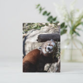 Carte Postale Panda rouge et bambou (Debout devant)