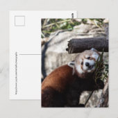 Carte Postale Panda rouge et bambou (Devant / Derrière)