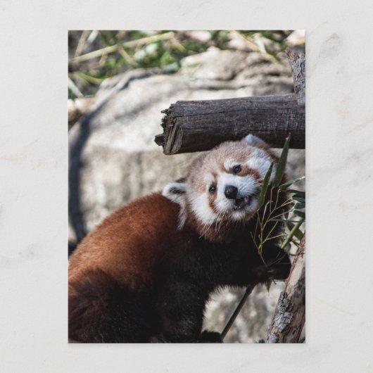 Carte Postale Panda rouge et bambou (Devant)
