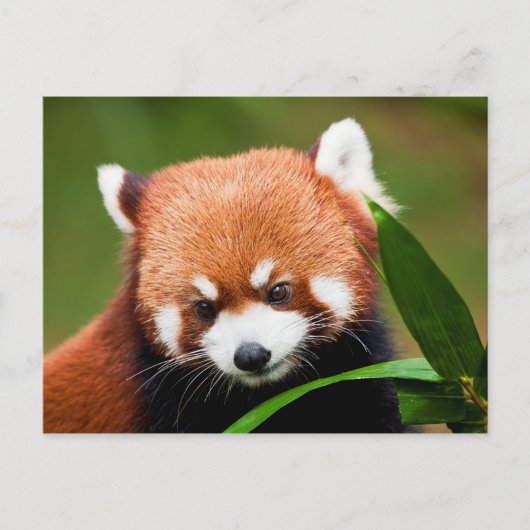 Carte Postale Panda rouge mou (Devant)
