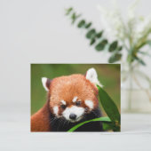 Carte Postale Panda rouge mou (Debout devant)