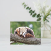 Carte postale Panda rouge photo, animaux 0499. (Debout devant)