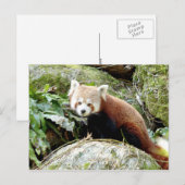 Carte postale Panda rouge photo, animaux 0500. (Devant / Derrière)