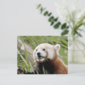 Carte postale Panda rouge photo, animaux 0505. (Debout devant)