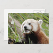 Carte postale Panda rouge photo, animaux 0505. (Devant / Derrière)