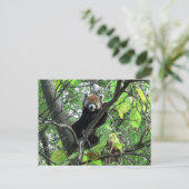 Carte Postale Panda roux (Debout devant)