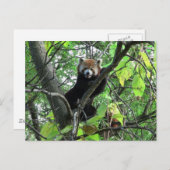 Carte Postale Panda roux (Devant / Derrière)