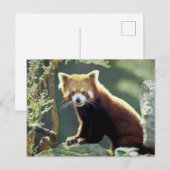 Carte Postale Panda roux Ailurus fulgens) (Devant / Derrière)
