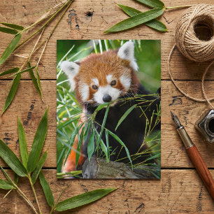 Carte Postale Panda roux dans le bonheur du bambou – Faune