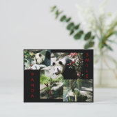CARTE POSTALE PANDA SMILE (Debout devant)