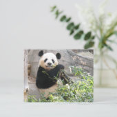 Carte Postale Panda Snack (Debout devant)