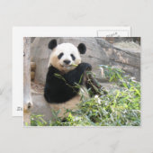 Carte Postale Panda Snack (Devant / Derrière)