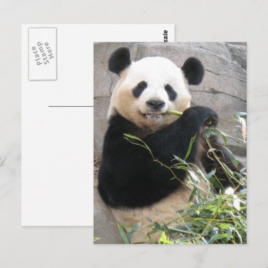 Carte Postale Panda Snack (Devant / Derrière)
