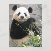 Carte Postale Panda Snack (Devant)