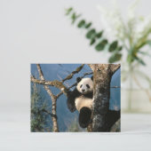 Carte Postale Panda Vers Le Haut D'Un Arbre (Debout devant)