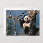 Carte Postale Panda Vers Le Haut D'Un Arbre (Devant / Derrière)