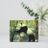 Carte Postale Panda Yoga Stretch (Debout devant)