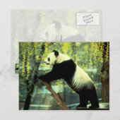 Carte Postale Panda Yoga Stretch (Devant / Derrière)