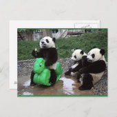 Carte Postale pandabeer (Devant / Derrière)