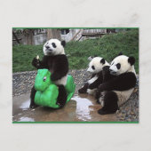 Carte Postale pandabeer (Devant)