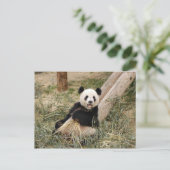 Carte Postale PandaM001 (Debout devant)