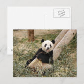 Carte Postale PandaM001 (Devant / Derrière)