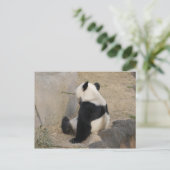 Carte Postale PandaM004 (Debout devant)