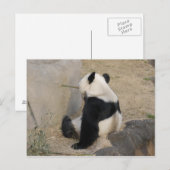 Carte Postale PandaM004 (Devant / Derrière)