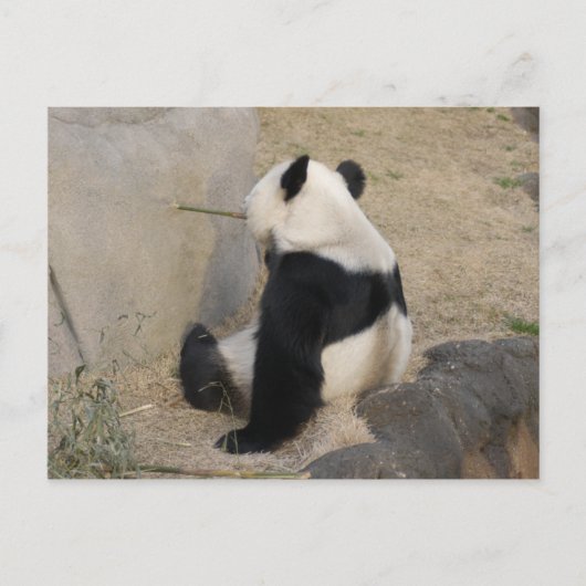 Carte Postale PandaM004 (Devant)