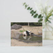 Carte Postale PandaM007 (Debout devant)