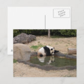Carte Postale PandaM007 (Devant / Derrière)