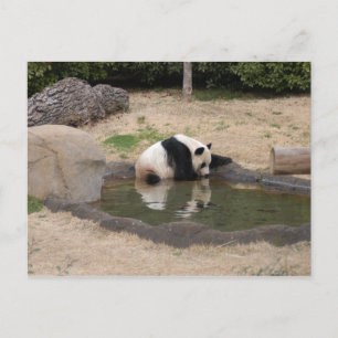 Carte Postale PandaM007