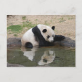 Carte Postale PandaM008 (Devant)