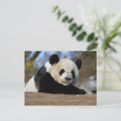 Carte Postale PandaM011 (Debout devant)