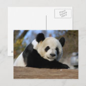 Carte Postale PandaM011 (Devant / Derrière)