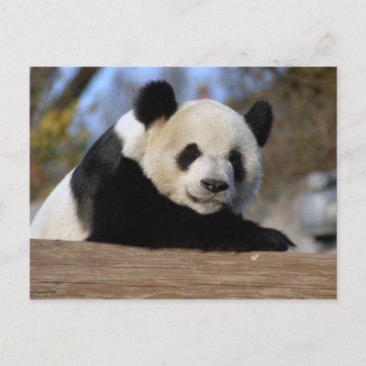Carte Postale PandaM011 (Devant)