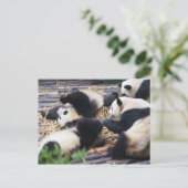 Carte Postale Pandas, Chengdu, China Postcard (Debout devant)