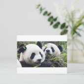 Carte Postale Pandas géants (Debout devant)