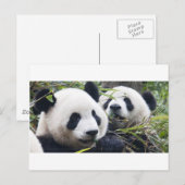 Carte Postale Pandas géants (Devant / Derrière)
