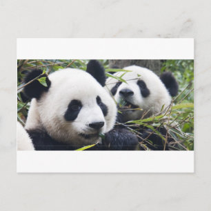 Carte Postale Pandas géants
