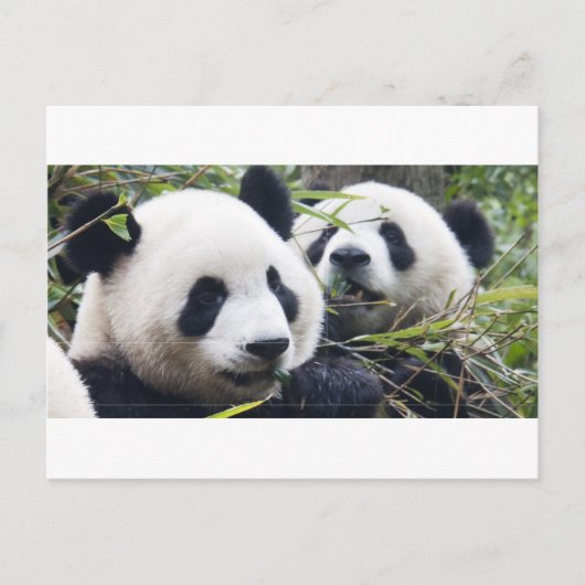 Carte Postale Pandas géants (Devant)